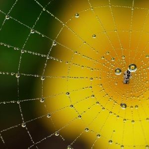 Meet your Posher, Bruce